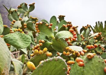 Tunisie : 5000 hectares de figues de barbarie certifi&eacute;es bio