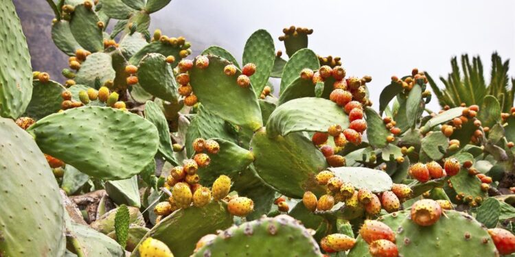 Tunisie : 5000 hectares de figues de barbarie certifiées bio