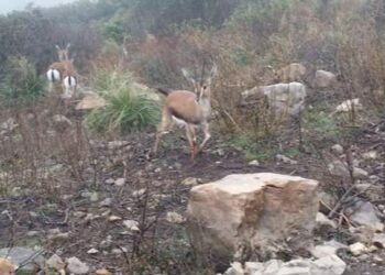 A Jbel Essarj : Le retour des gazelles de l'Atlas