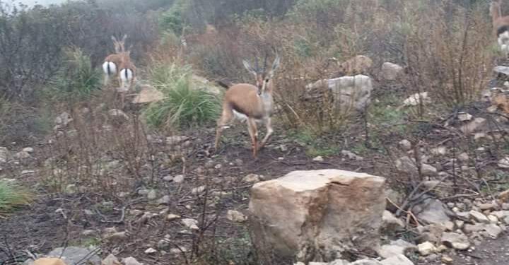 A Jbel Essarj : Le retour des gazelles de l'Atlas