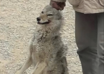 Le Kef : Un loup attrap&eacute; dans la cour d'une &eacute;cole