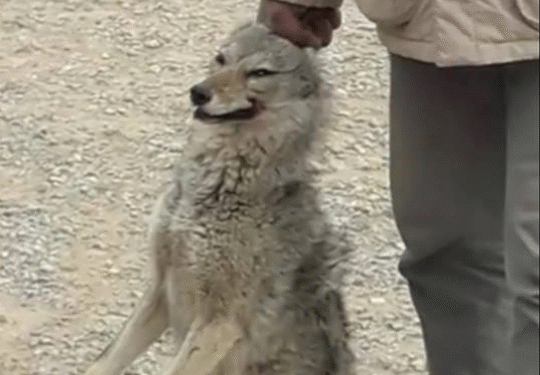 Le Kef : Un loup attrapé dans la cour d'une école