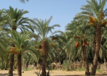 Les pays arabes veulent inscrire le "palmier" au patrimoine immat&eacute;riel de l&rsquo;UNESCO