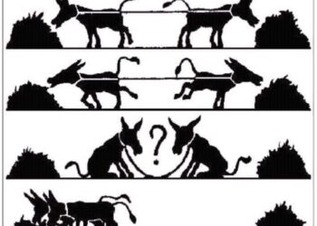 Lettre ouverte aux abrutis, aux politiciens et aux syndicalistes : Négociez, collaborez, faites comme ces ânes !