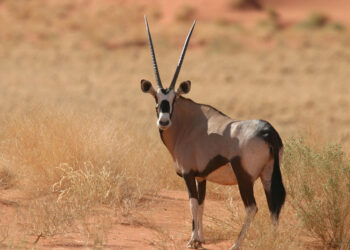 Parc national &agrave; Tataouine : Disparition d'un oryx, une esp&egrave;ce menac&eacute;e d&rsquo;extinction