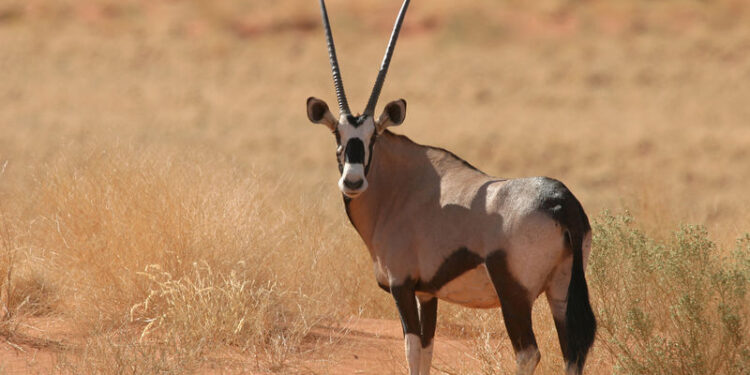 Parc national à Tataouine : Disparition d'un oryx, une espèce menacée d’extinction