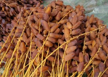 Tunisie : Hausse de 97% des exportations de dattes vers les Etats-Unis