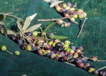 Les exportations d&rsquo;huile d&rsquo;olive en hausse de 180% &agrave; 1,356 milliard de dinars