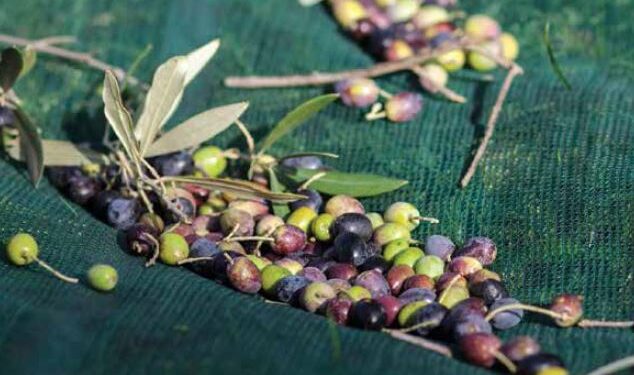 Les exportations d’huile d’olive en hausse de 180% à 1,356 milliard de dinars
