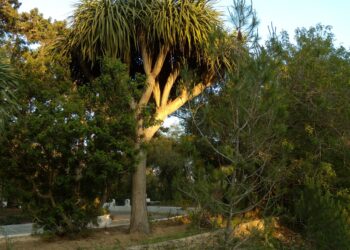 A Hammamet, les cinq continents dans un seul jardin