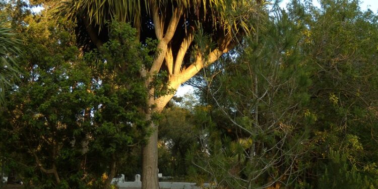 A Hammamet, les cinq continents dans un seul jardin