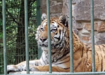 Allemagne : Deux lions, deux tigres et un jaguar s'échappent d'un zoo, un ours abattu