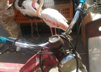 Des flamants roses mis en vente &agrave; Moncef Bey ?