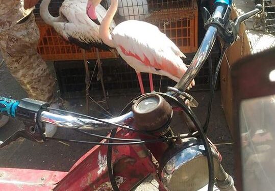 Des flamants roses mis en vente à Moncef Bey ?