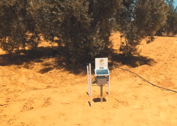 Des oliviers reli&eacute;s &agrave; un programme d&rsquo;intelligence artificielle pour optimiser l'irrigation