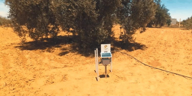 Des oliviers reliés à un programme d’intelligence artificielle pour optimiser l'irrigation