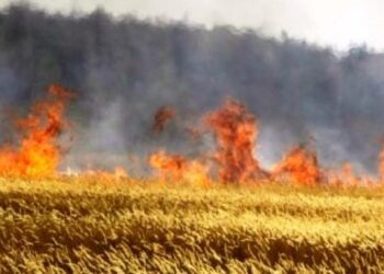 Pr&egrave;s de 40 hectares de bl&eacute; ravag&eacute;s par les feux &agrave; B&eacute;ja
