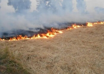 Jendouba : 5 hectares d'orge ravag&eacute;s par les feux