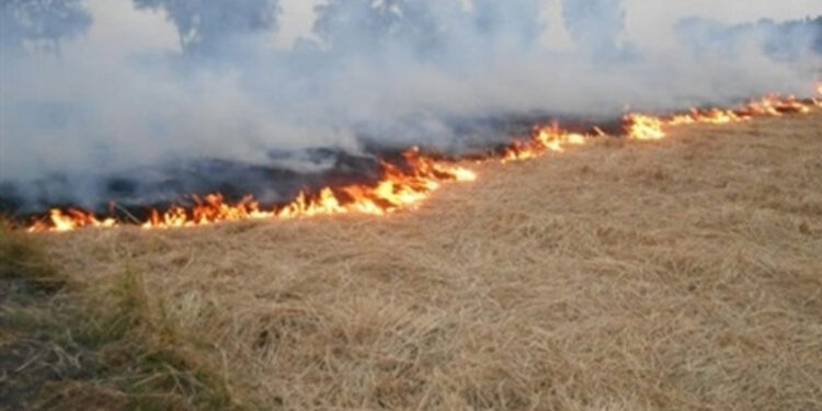 Jendouba : 5 hectares d'orge ravagés par les feux