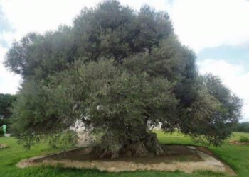 Quand Sousse perd son âme !