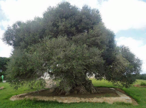 Quand Sousse perd son âme !