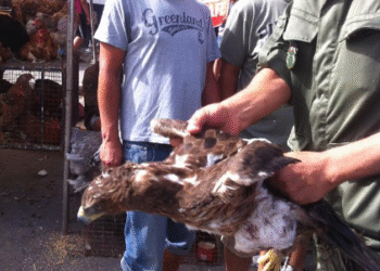 Tunisie : Descente &agrave; Moncef Bey et saisie de plusieurs esp&egrave;ces animales prot&eacute;g&eacute;es