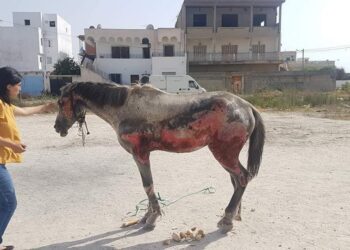 La Goulette : L'histoire de ce cheval, gravement br&ucirc;l&eacute;, agite la toile !