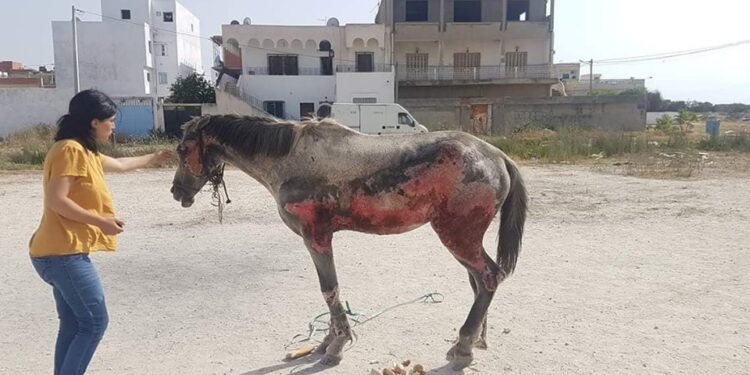 La Goulette : L'histoire de ce cheval, gravement brûlé, agite la toile !