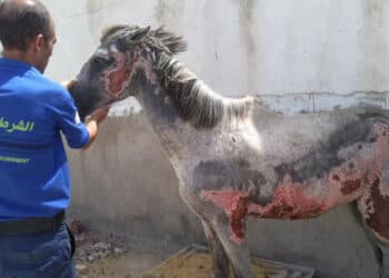 Le cheval souffrant de br&ucirc;lures, enfin entre de bonnes mains !