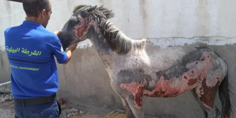 Le cheval souffrant de br&ucirc;lures, enfin entre de bonnes mains !
