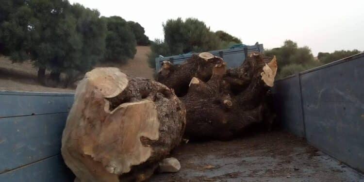 Jendouba : Des oliviers massivement abattus pour en faire des bibelots ?
