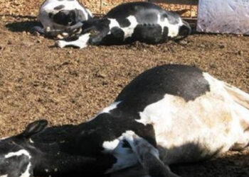 Des coupures r&eacute;p&eacute;titives d'eau provoquent la mort de plusieurs vaches &agrave; Mahdia