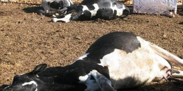 Des coupures répétitives d'eau provoquent la mort de plusieurs vaches à Mahdia