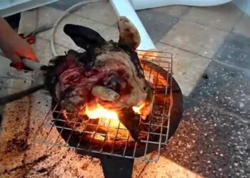 T&ecirc;tes de moutons qui passent au gril : Le "plan" de la police environnementale !