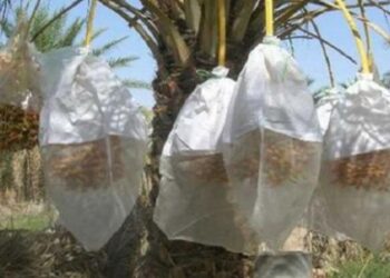 Plus de moustiquaires pour prot&eacute;ger les dattes &agrave; K&eacute;bili