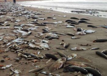 Golfe de Gab&egrave;s : La cause des poissons flottants morts enfin d&eacute;voil&eacute;e