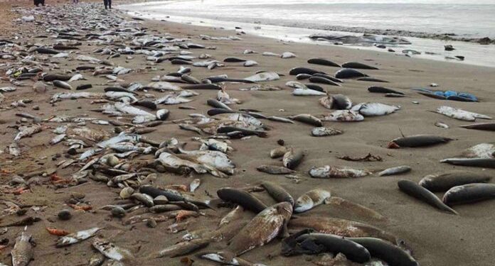 Golfe de Gabès : La cause des poissons flottants morts enfin dévoilée