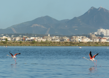 En voie de disparition, la faune du lac de Tunis n'est plus ce qu'elle était!