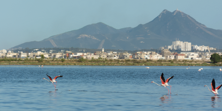 En voie de disparition, la faune du lac de Tunis n'est plus ce qu'elle était!