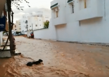 Inondations : Des moutons de sacrifice emport&eacute;s par les eaux &agrave; Hammamet