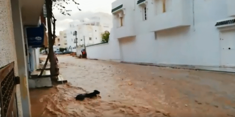 Inondations : Des moutons de sacrifice emportés par les eaux à Hammamet