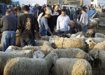 Aid Al-Idha : 136 points de vente officiels et 1,4 million de t&ecirc;tes de moutons disponibles