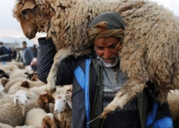 Selon l'ODC, 55% des ménages n'achèteront pas de mouton !