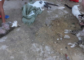 Massacre &agrave; la cit&eacute; El-Ghazala : Une vingtaine de chats empoisonn&eacute;s par un habitant !