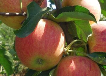 Kasserine : La production de pommes a doubl&eacute; !