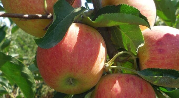 Kasserine : La production de pommes a doubl&eacute; !