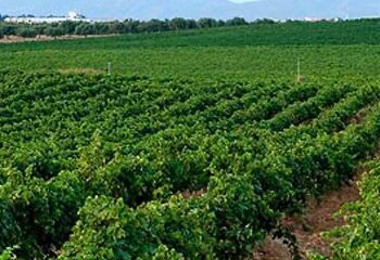 Vignerons depuis 1878 : La saga des frères Tardi entre Italie et Tunisie