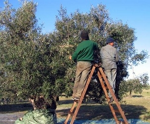 A Sfax, la production d'olives en baisse de 370 à 46 mille tonnes !