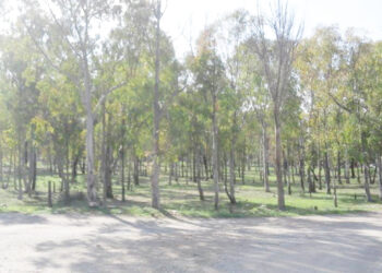La forêt de Radès menacée