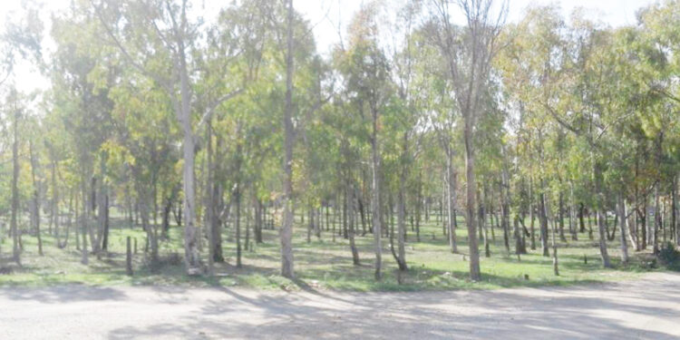 La forêt de Radès menacée